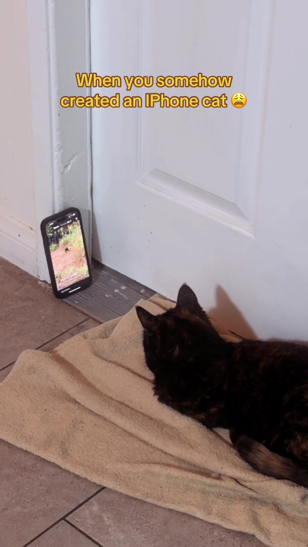 @Latina Cat Mom