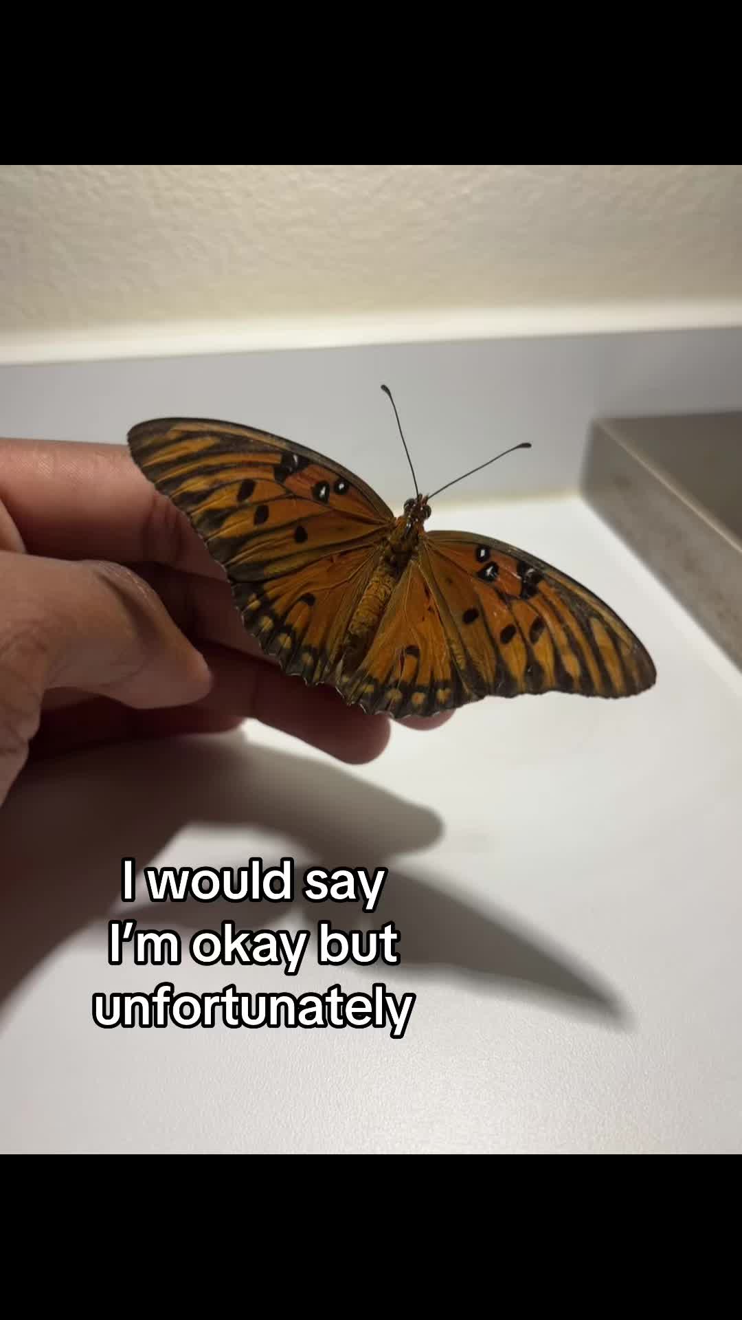 @Blakeee_Butterfl1y
