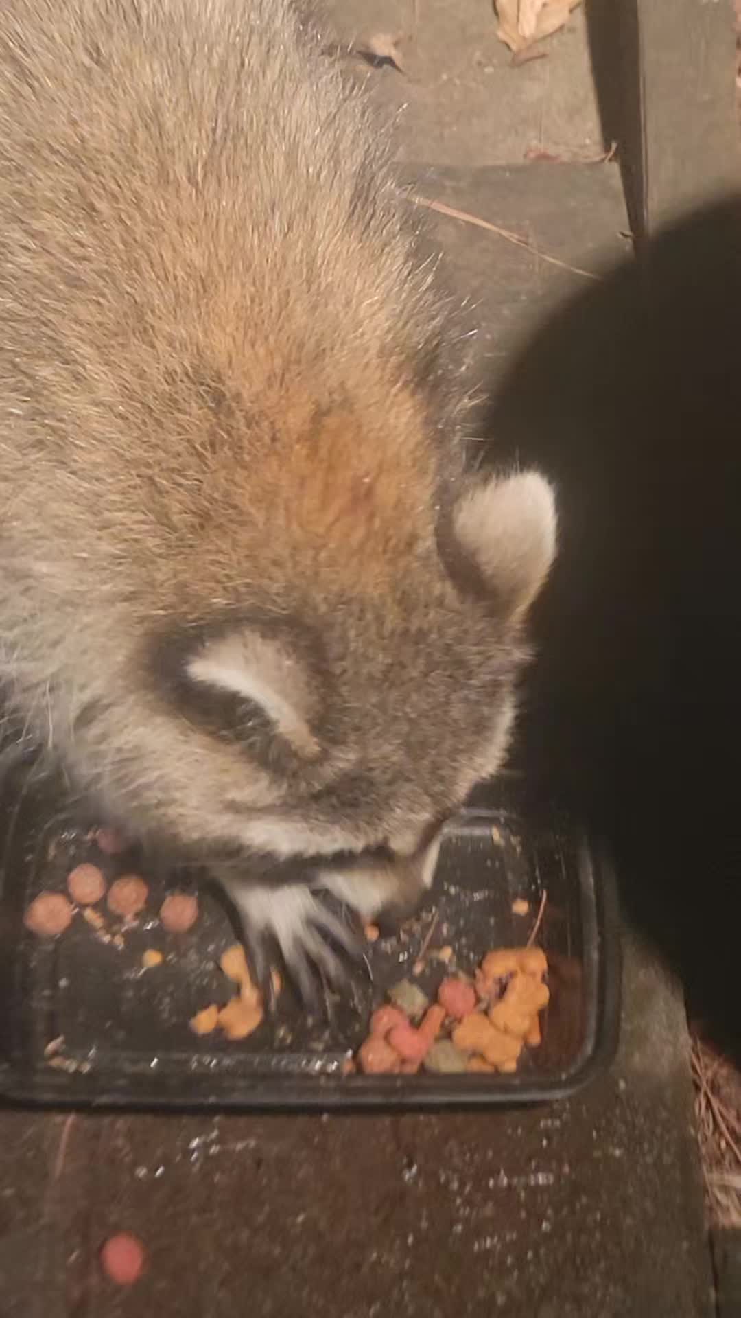 @Your local raccoons
