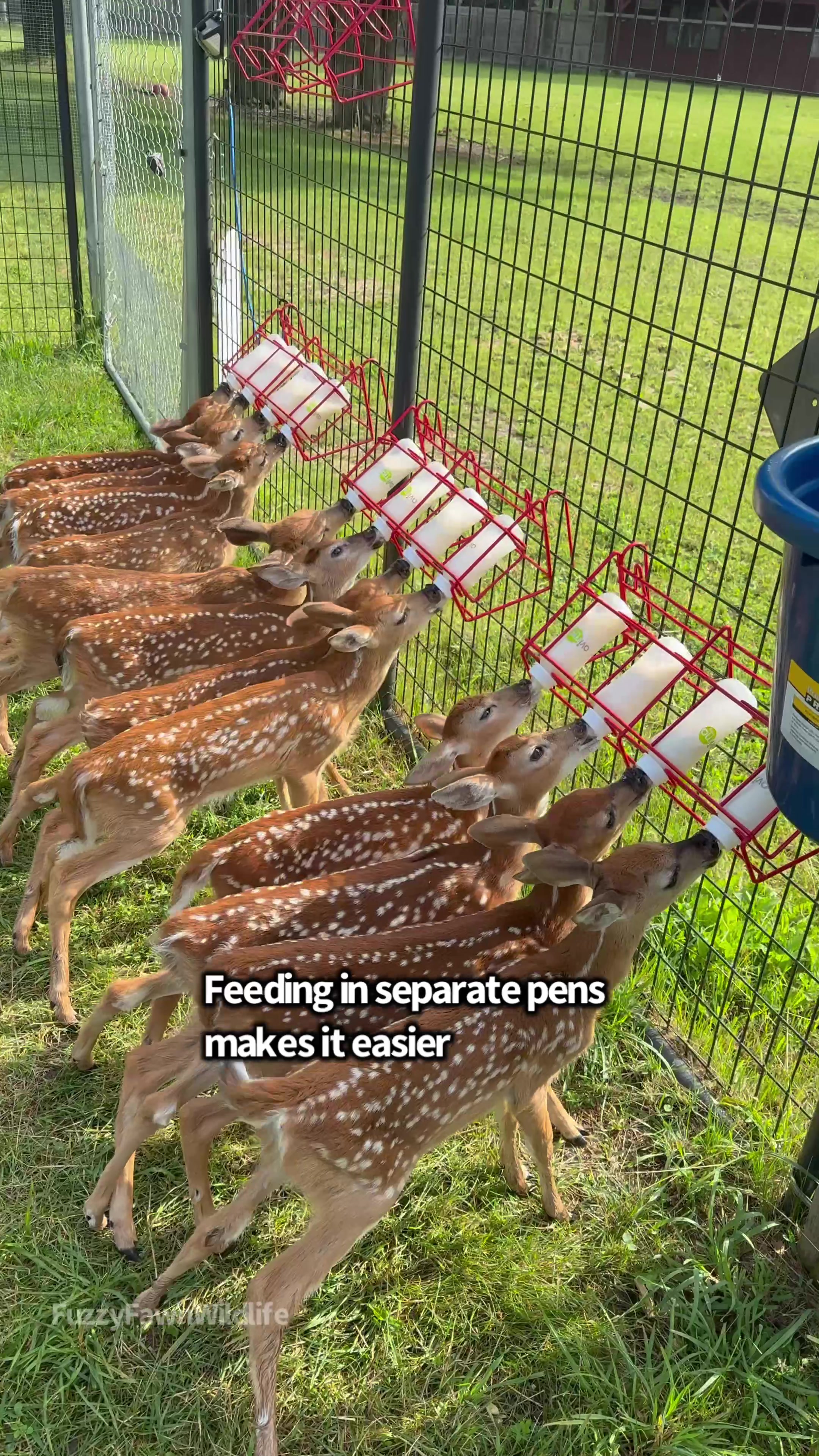 @Fuzzy Fawn Wildlife