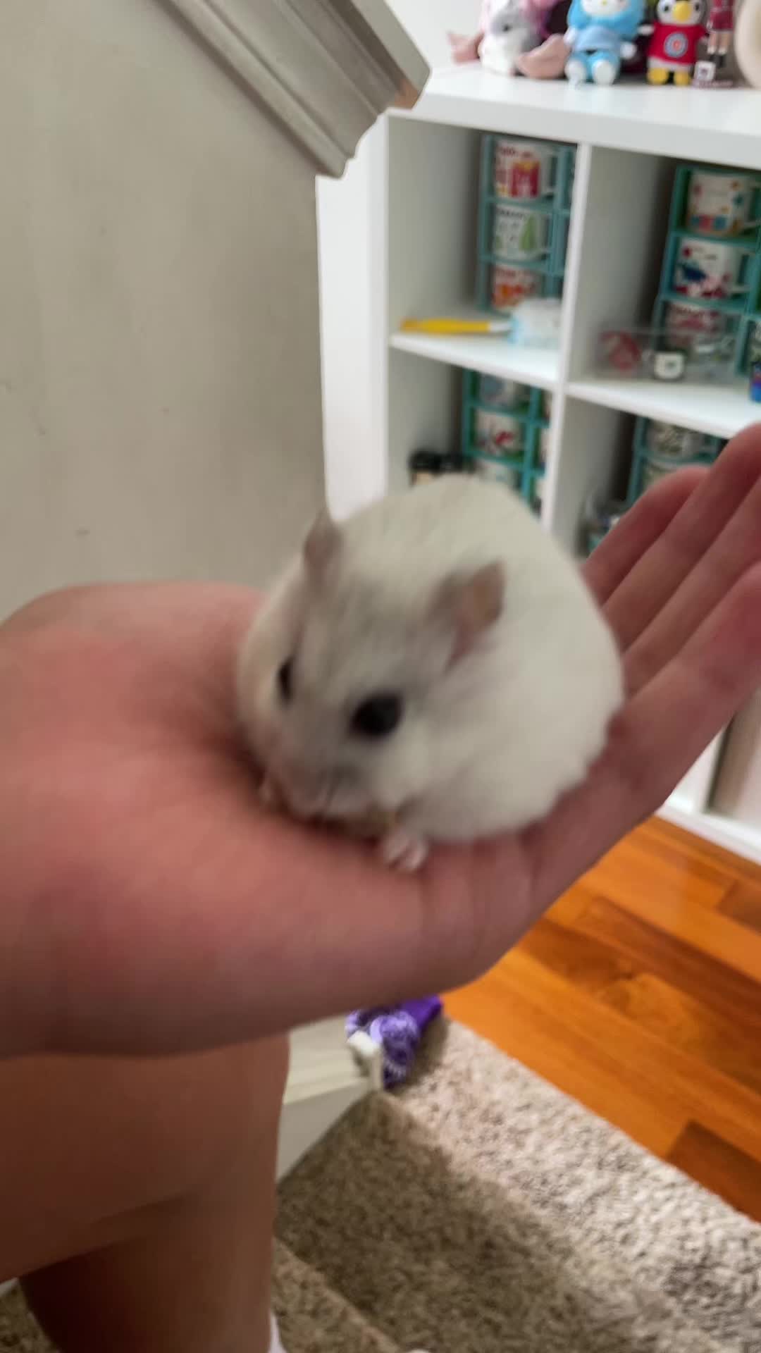 @MoChi&CoCo