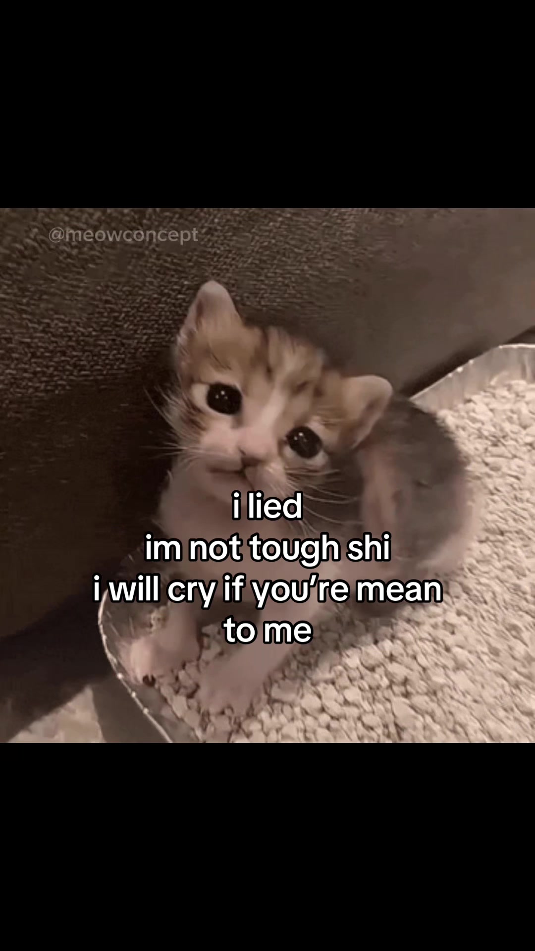 @meowconcept