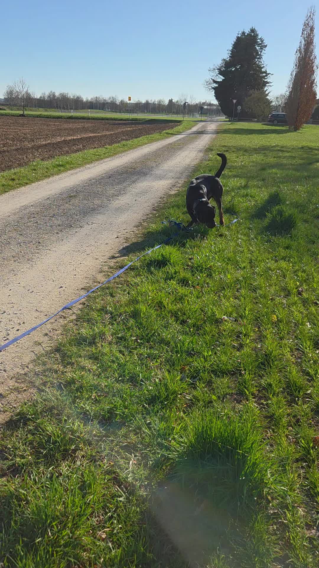 @Loki der Rottweiler