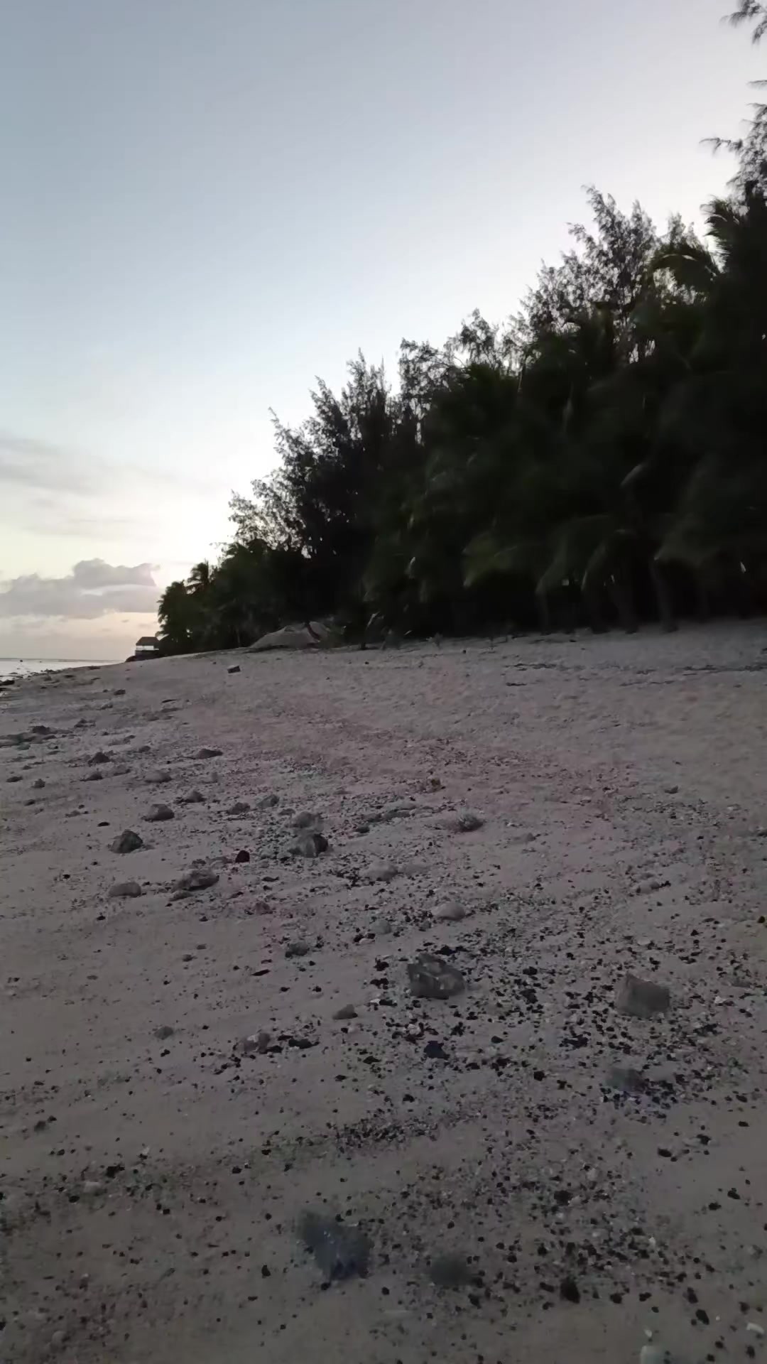 @davidmetuarau