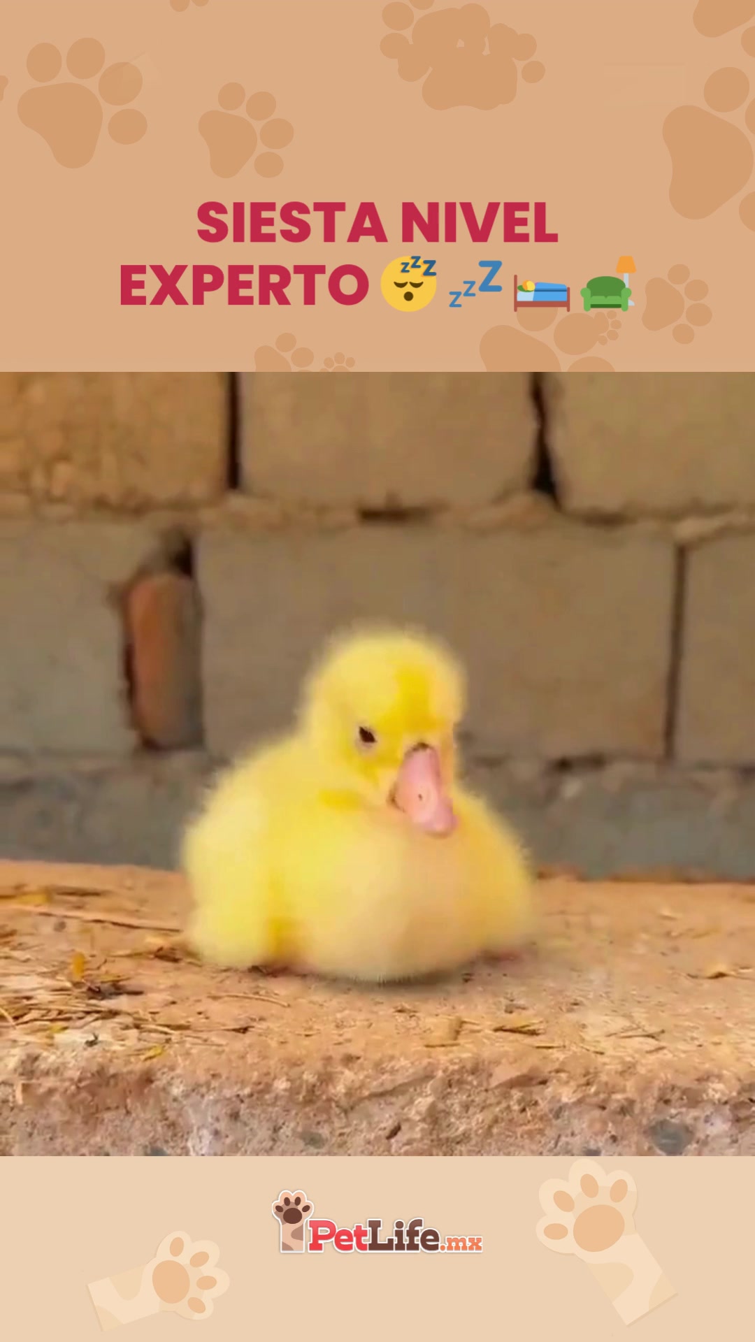 @Petlife