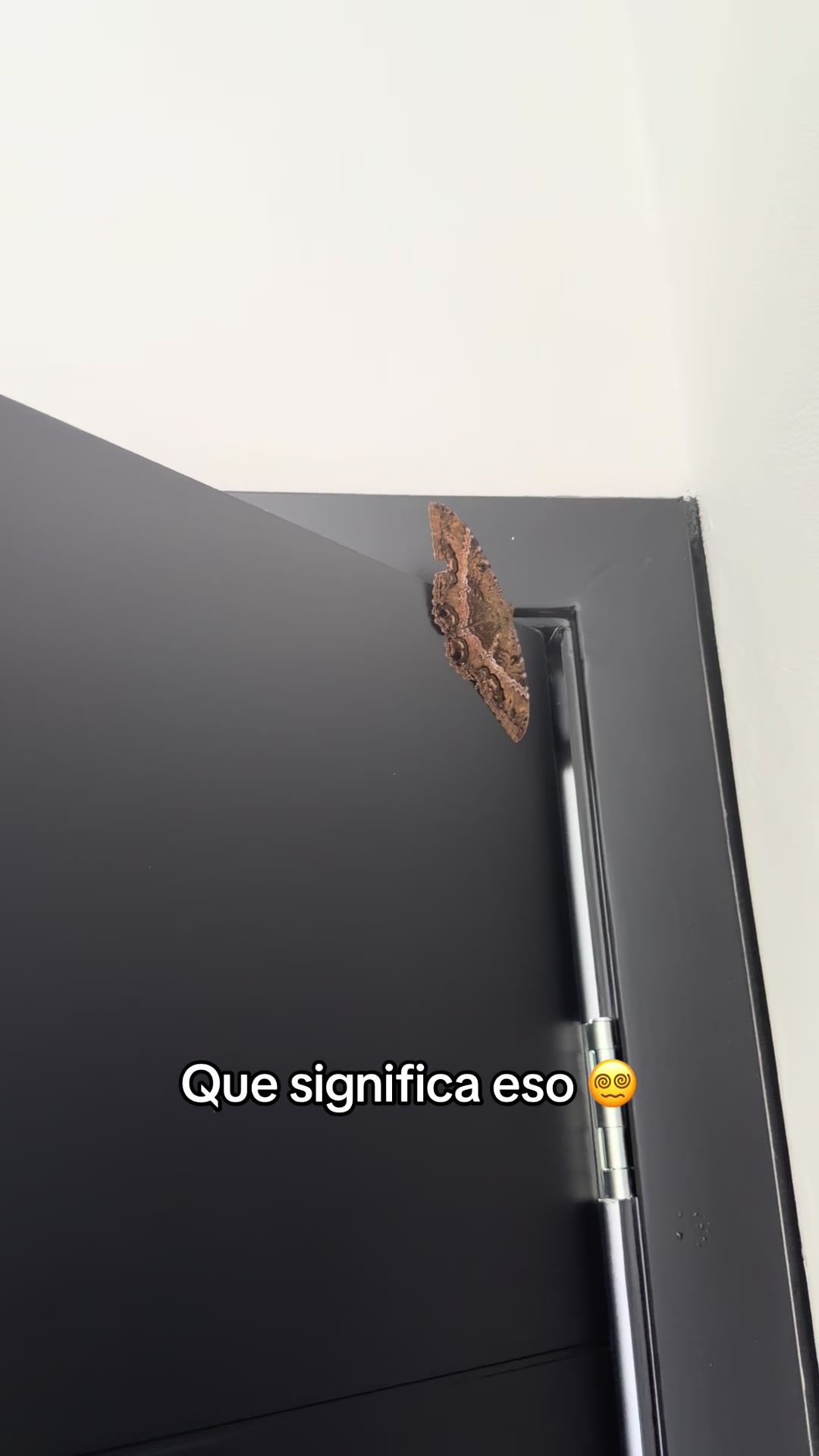 @milagrofloresoficial🐈🇭🇳👑