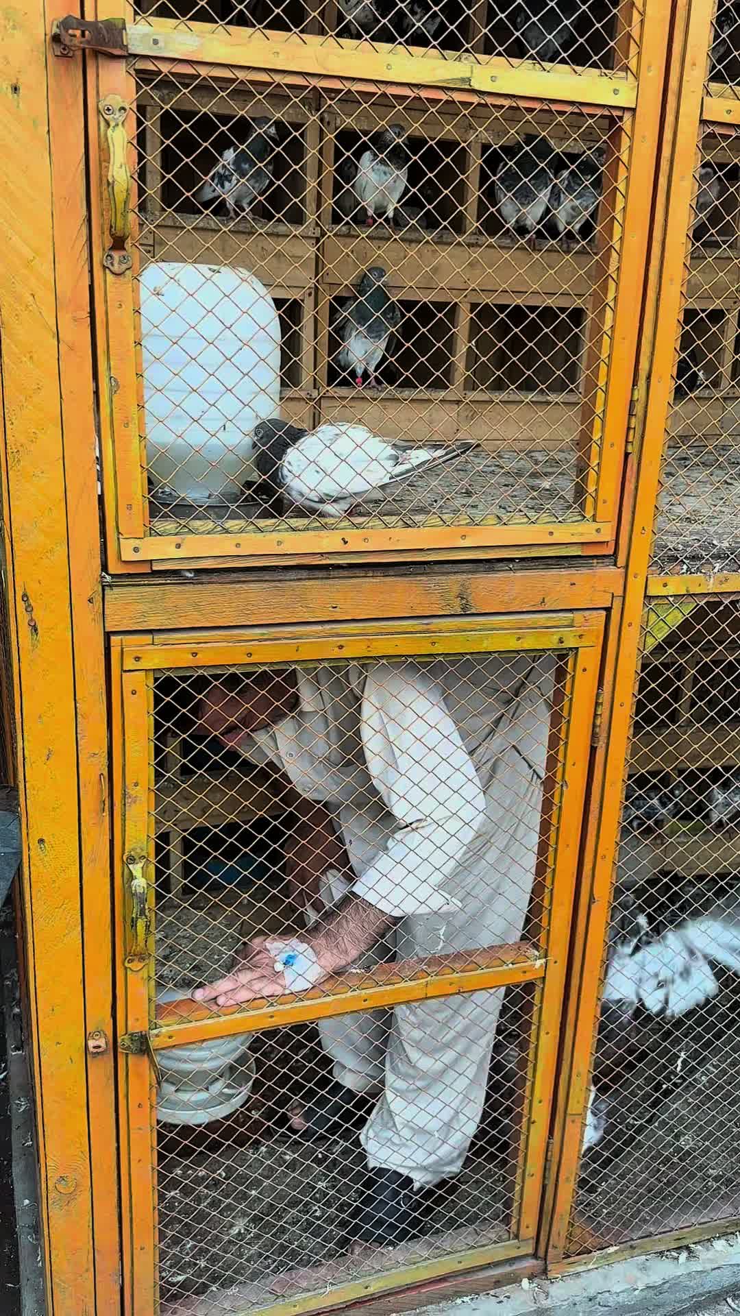 @Lahore Pigeon