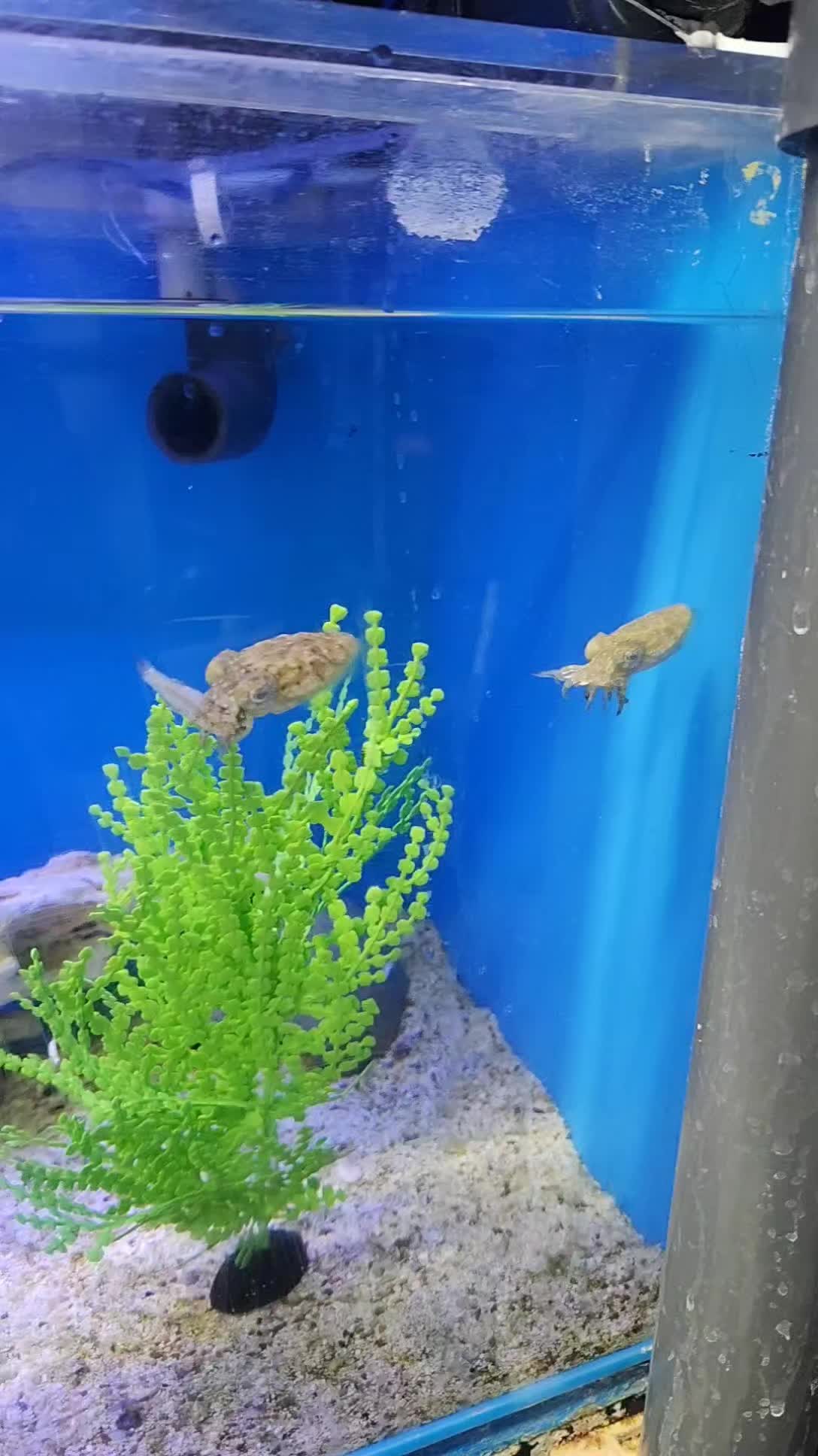 @Cuttle Aquarist