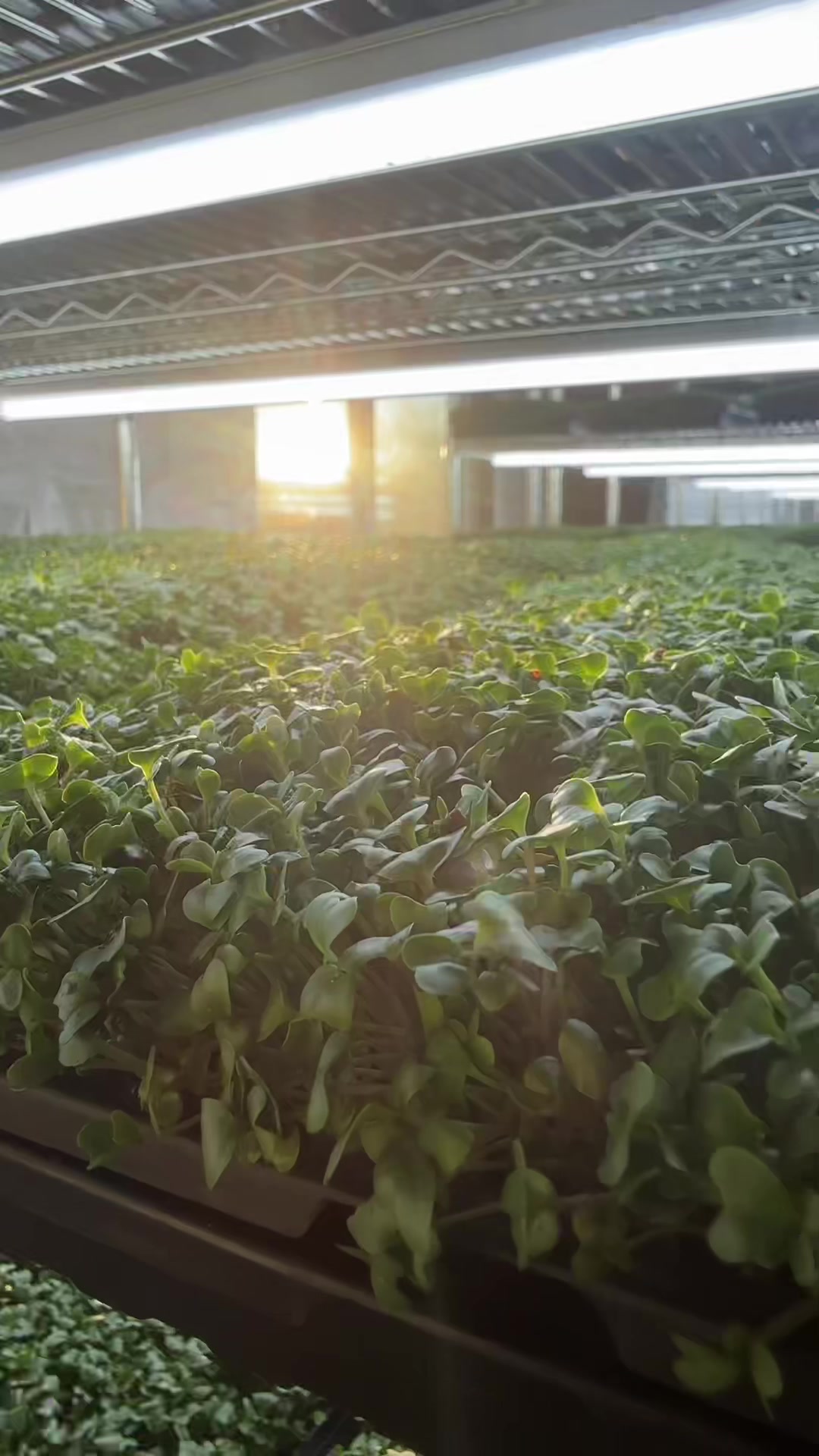 @Micos Micro Farm