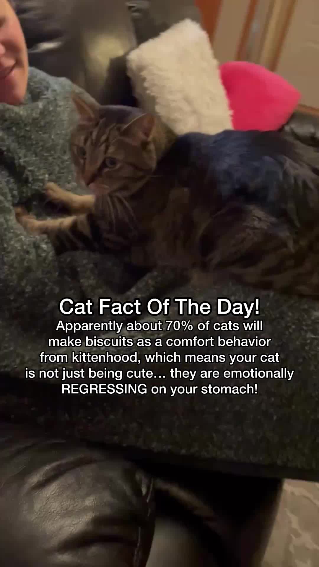 @Chip The Manx