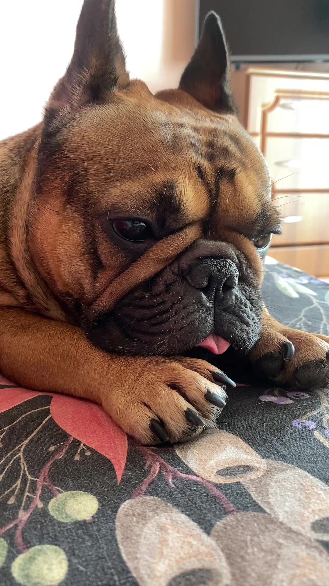 @_holly_bulls_