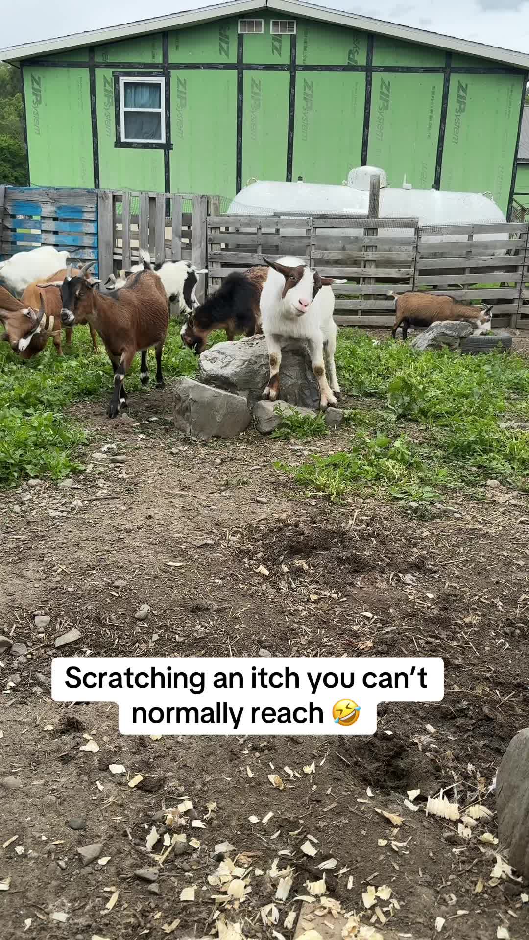 @Catt Wayman(AKA GOOFBALL)