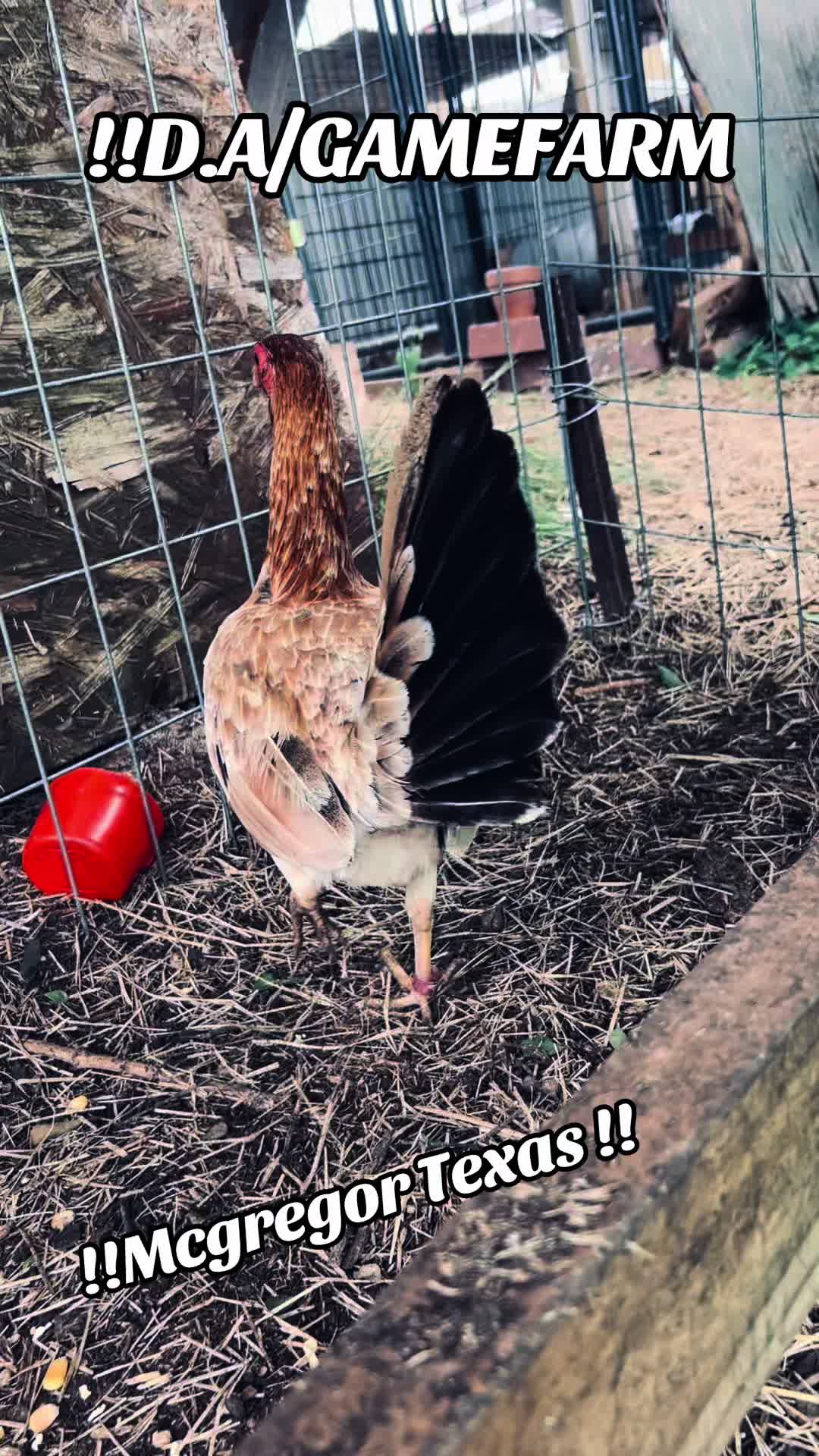 @DAgamefarm