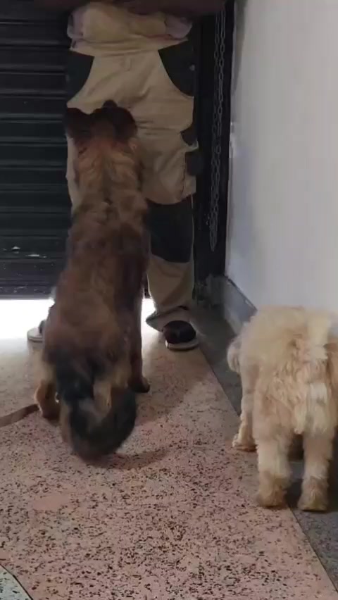 @Orimbajnrkennels