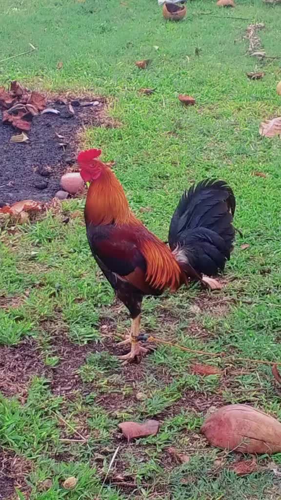 @BONALNOKK🐓