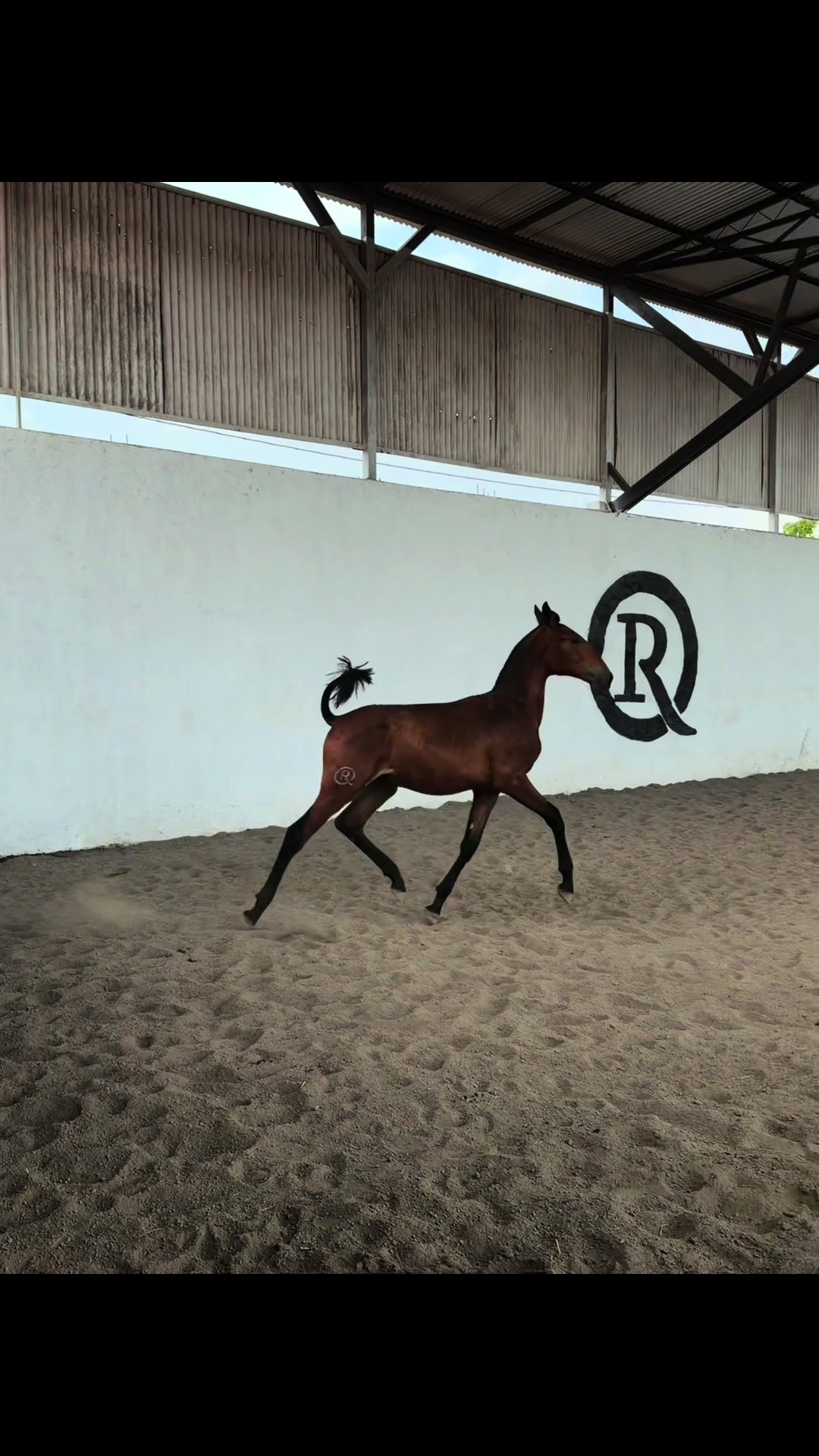 @equinovetnicaragua