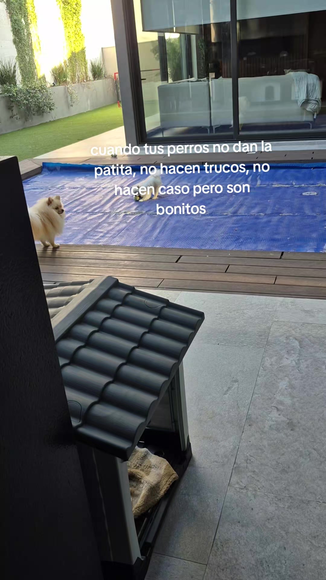 @️ Angélica Fx
