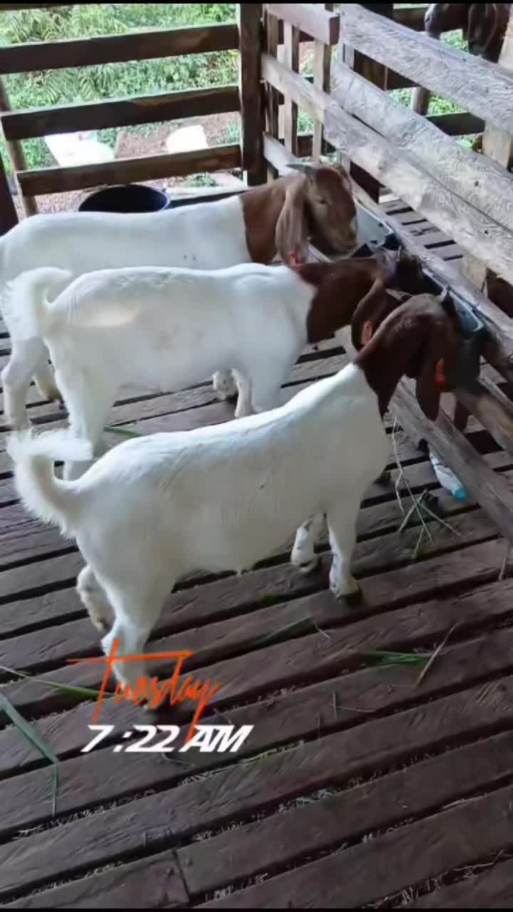 @Hillside farms 🐐