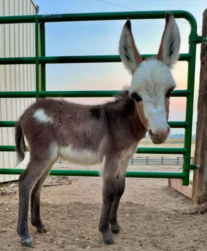 @Double Donkey Ranch