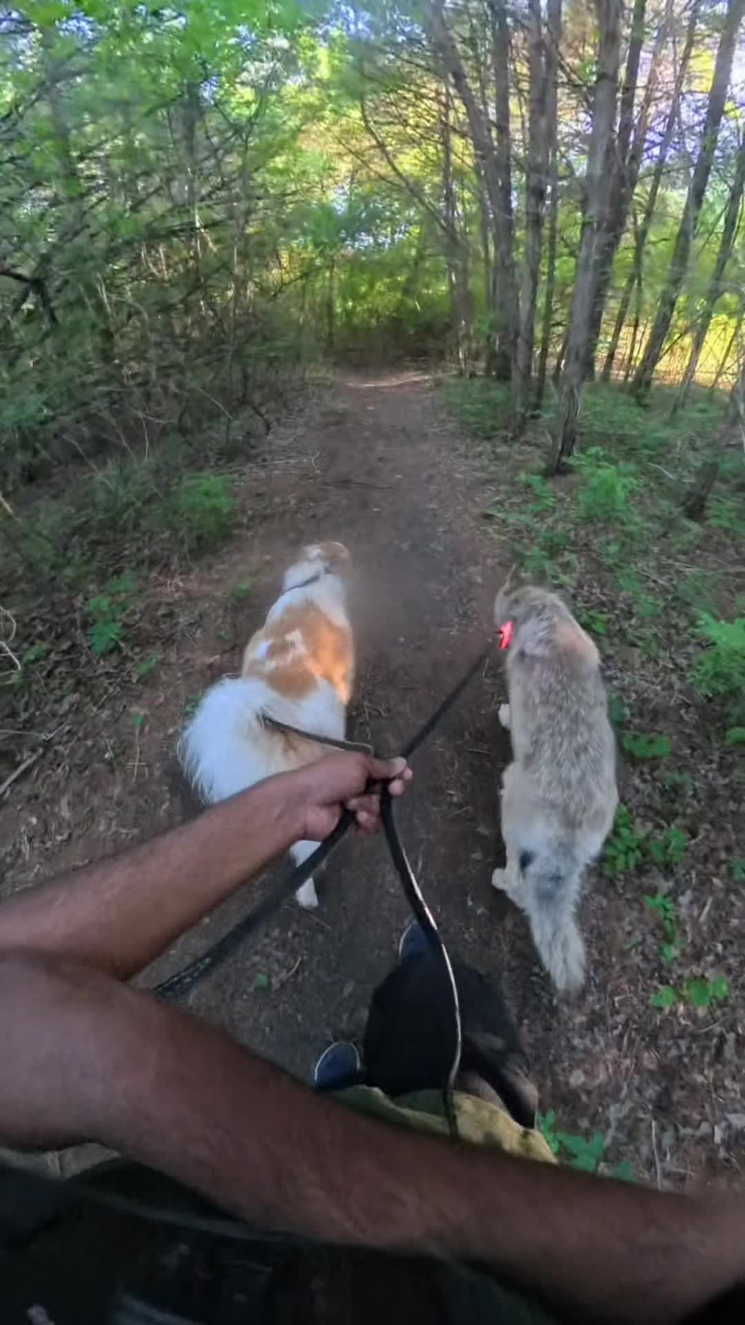 @Neko, Tokahli and Bear