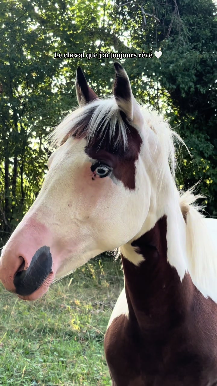 @mon poney pie