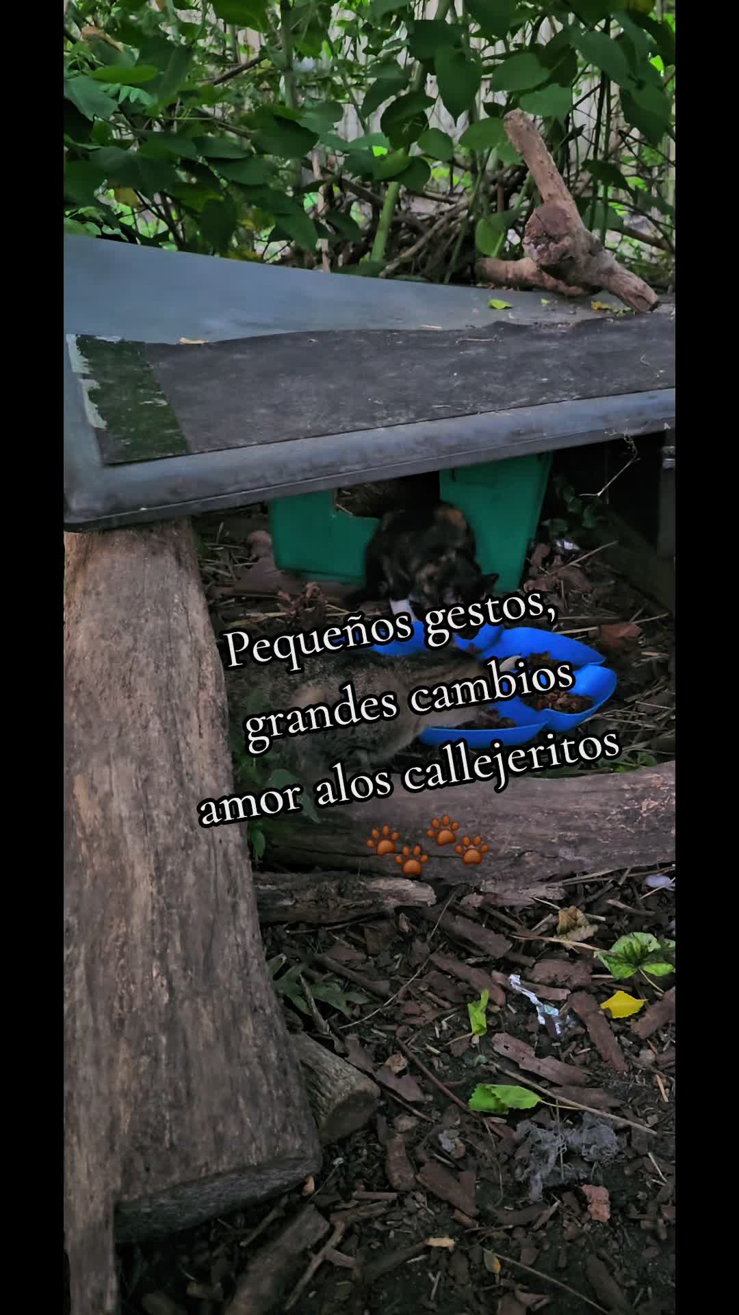 @🇲🇽Guli.Carrada 🐈⬛