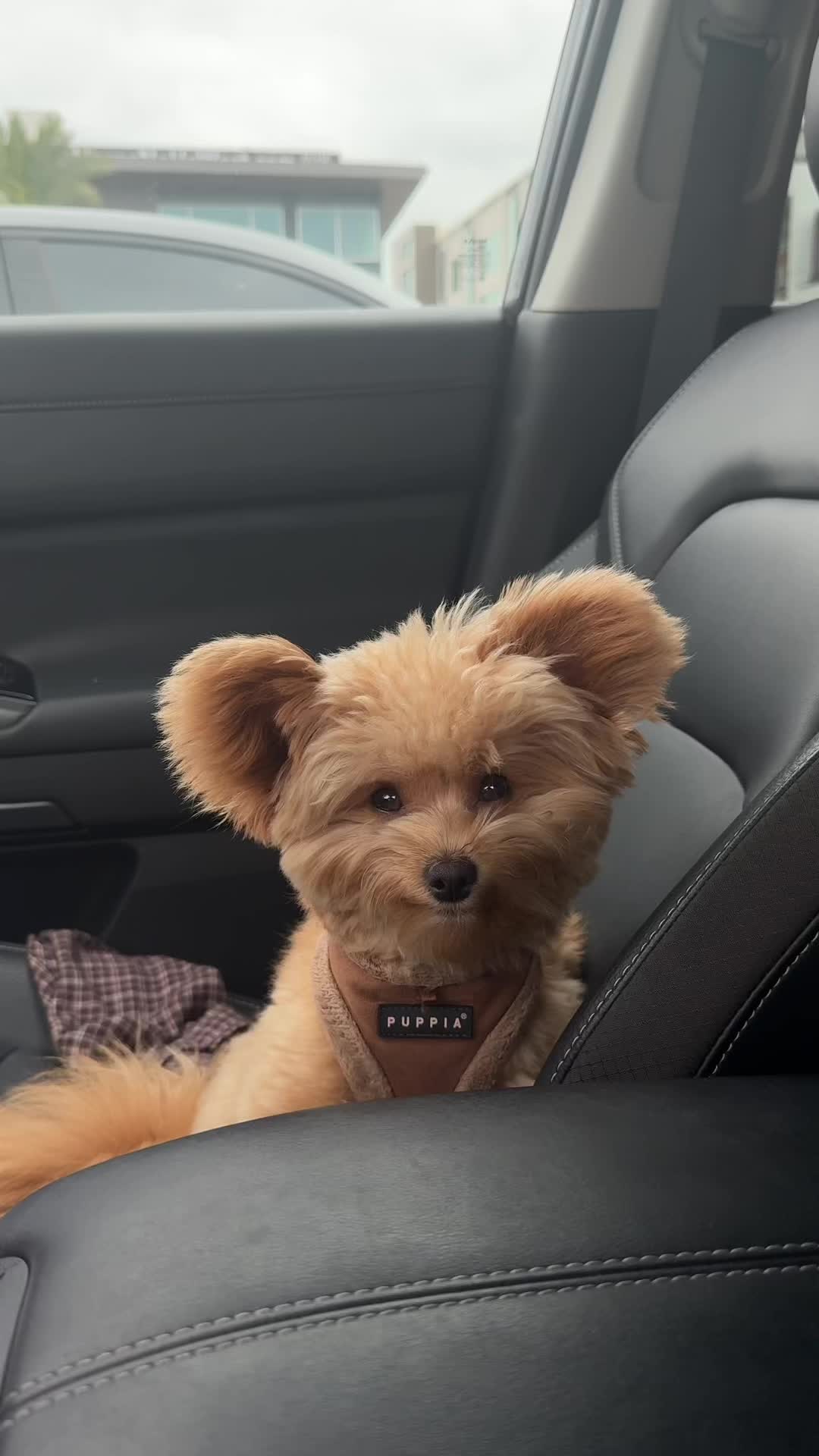 @pomapoo.barney