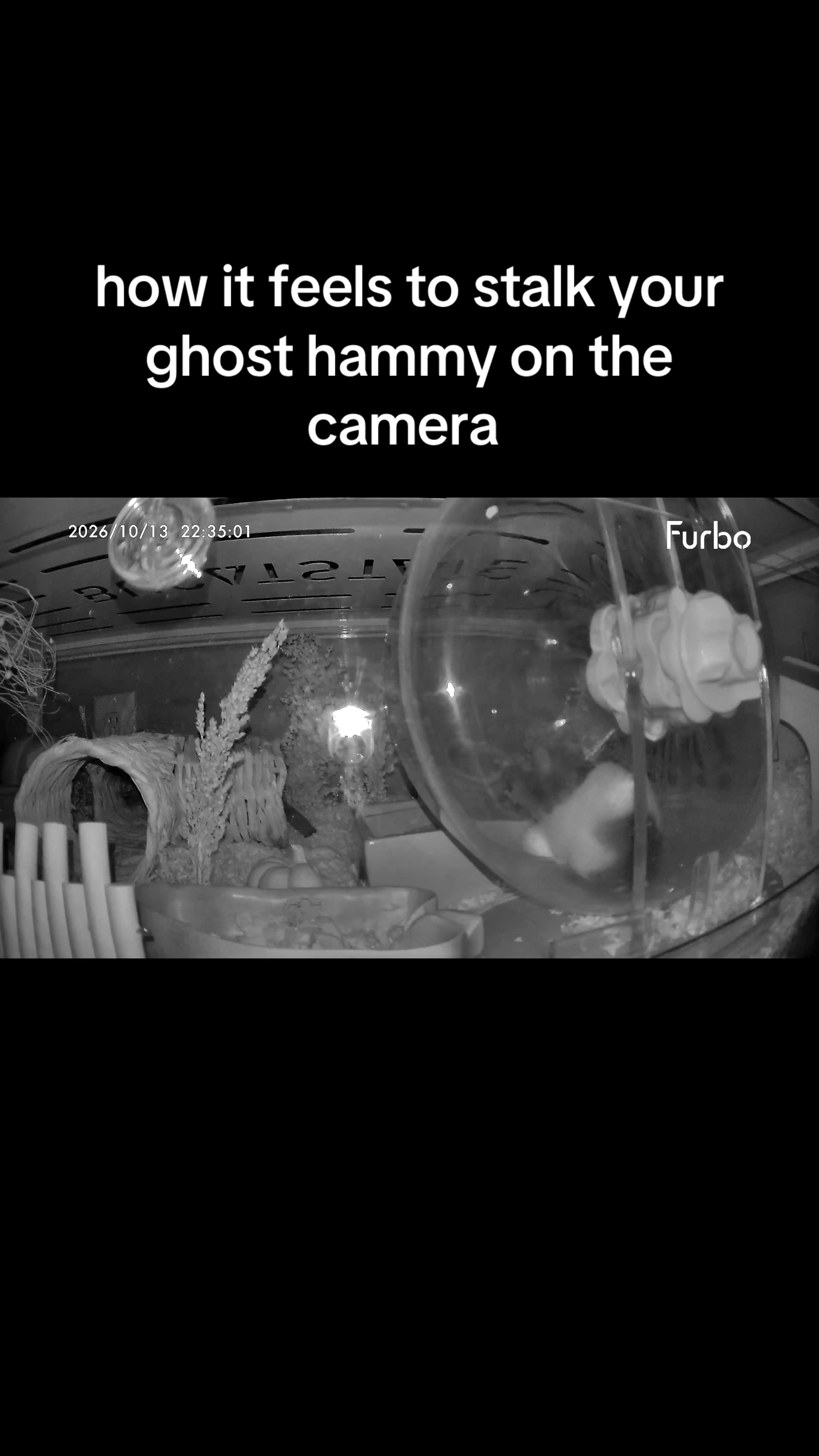 @thatweirdanimalgirl