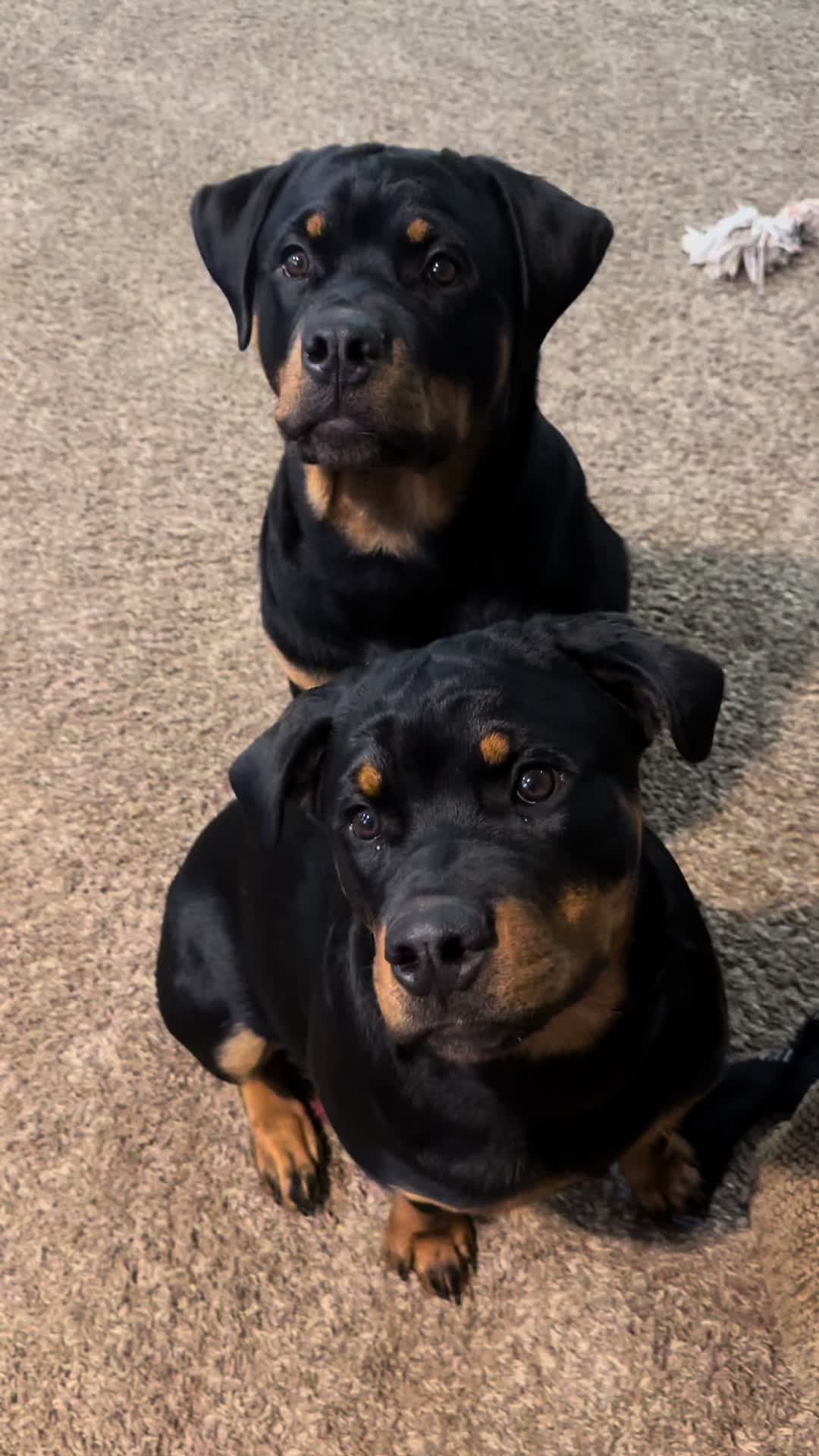 @Christi | RN Dog Lover TTS