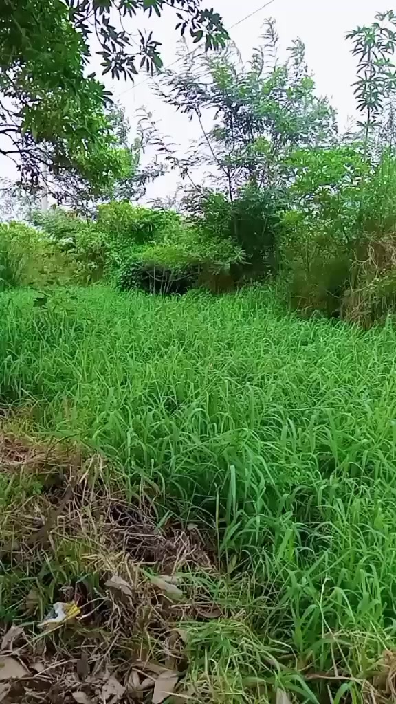 @kumariDkumari5439