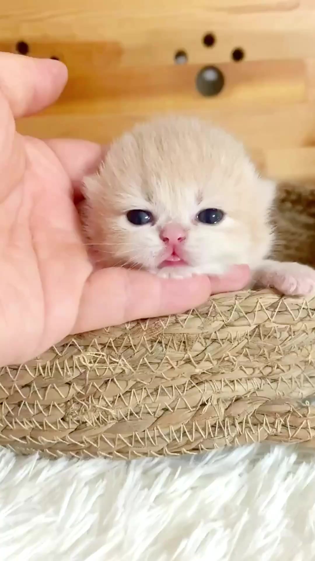 @catbosssss