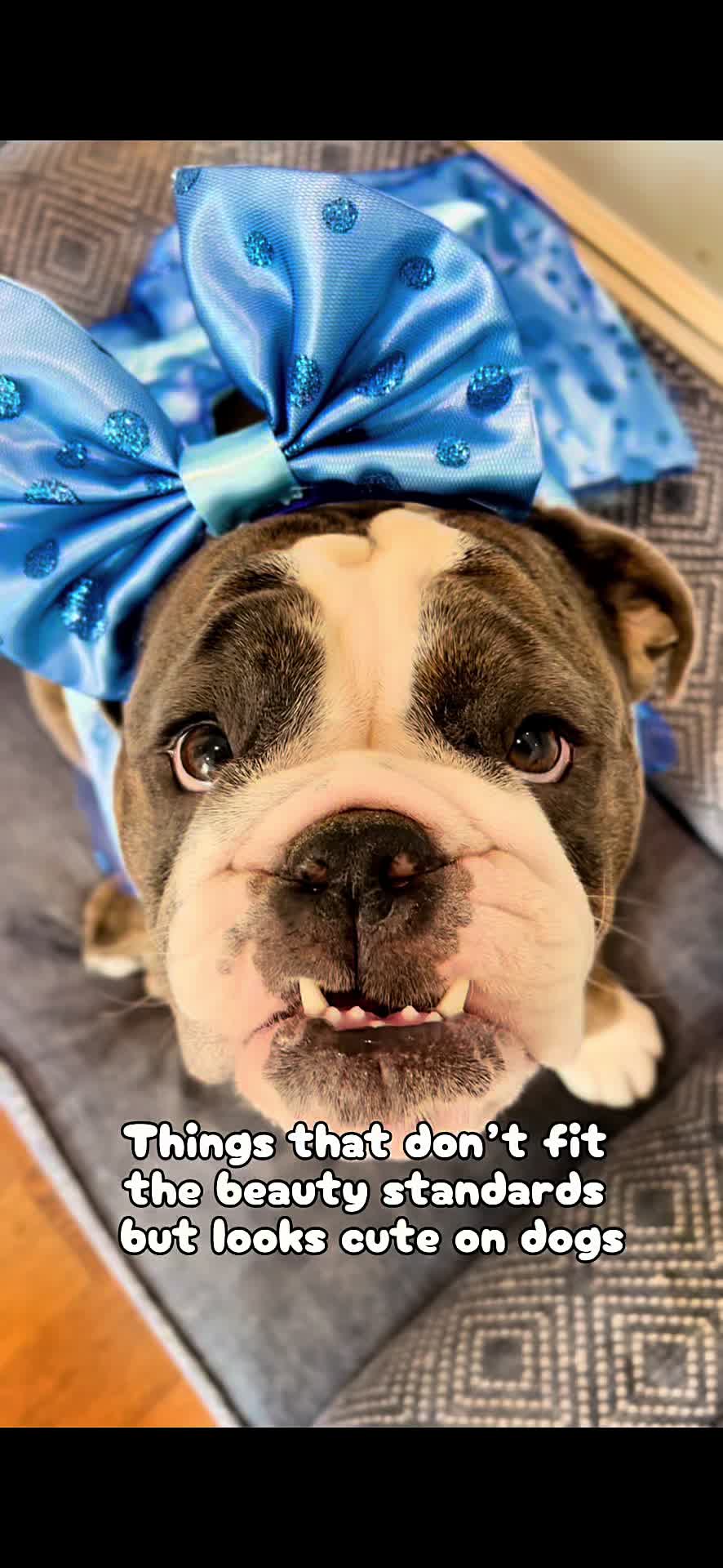 @ChubbynBella
