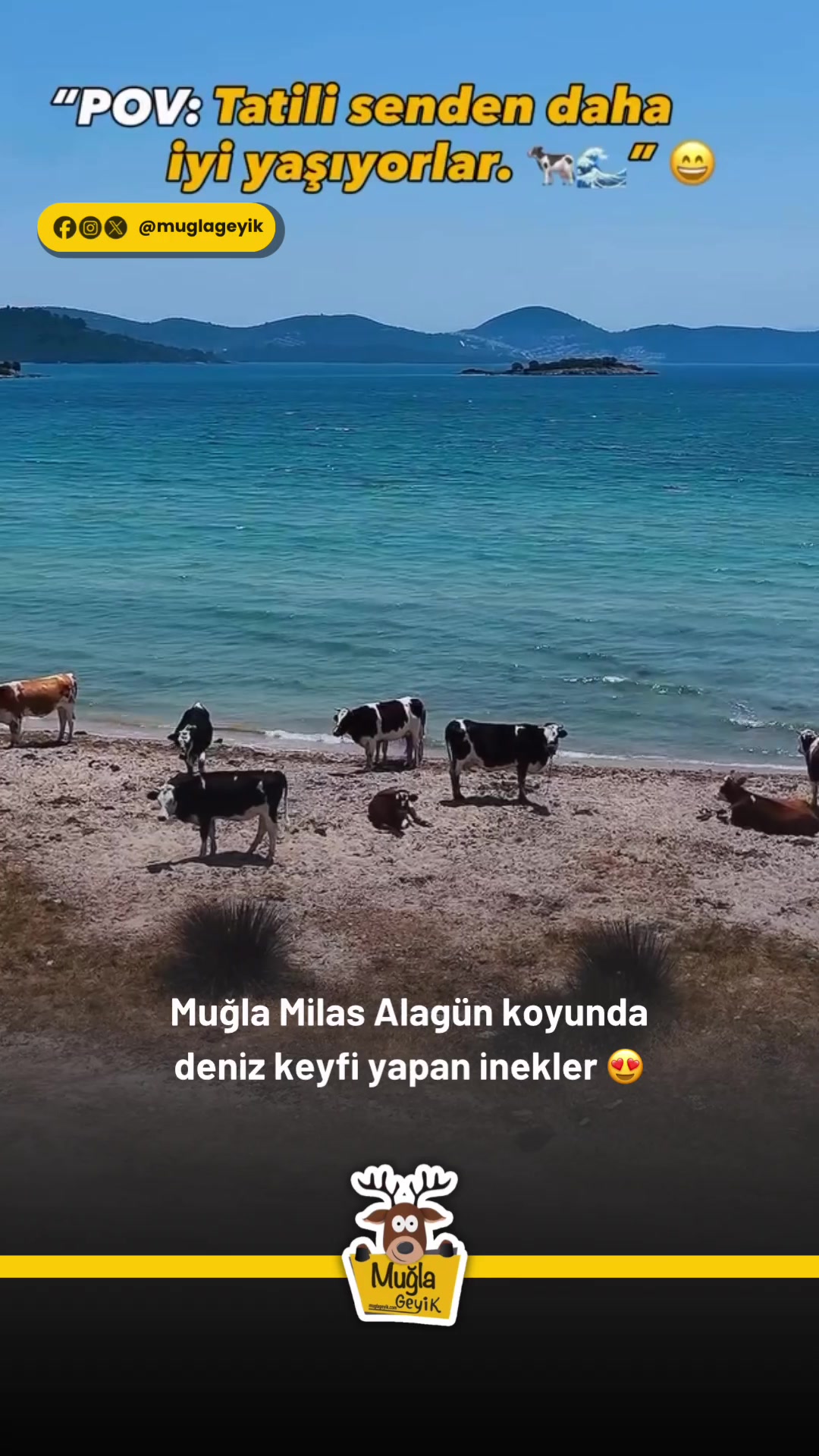 @Muğla Geyik