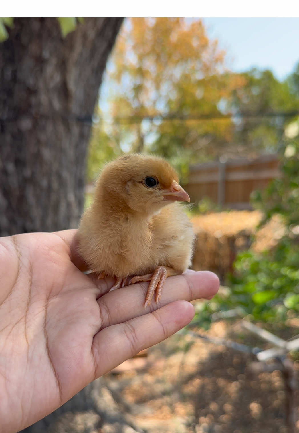 @mylovelychicken