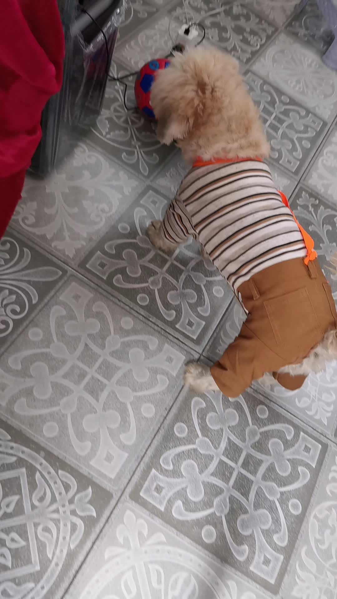 @paraqueveas👁️🐶