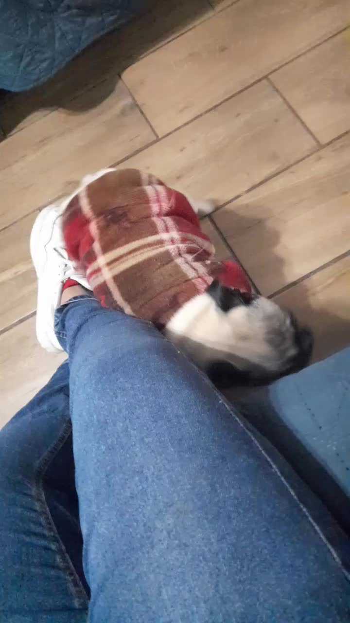 @pug.lovers53