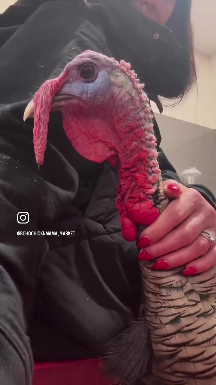 @CHICKTOK