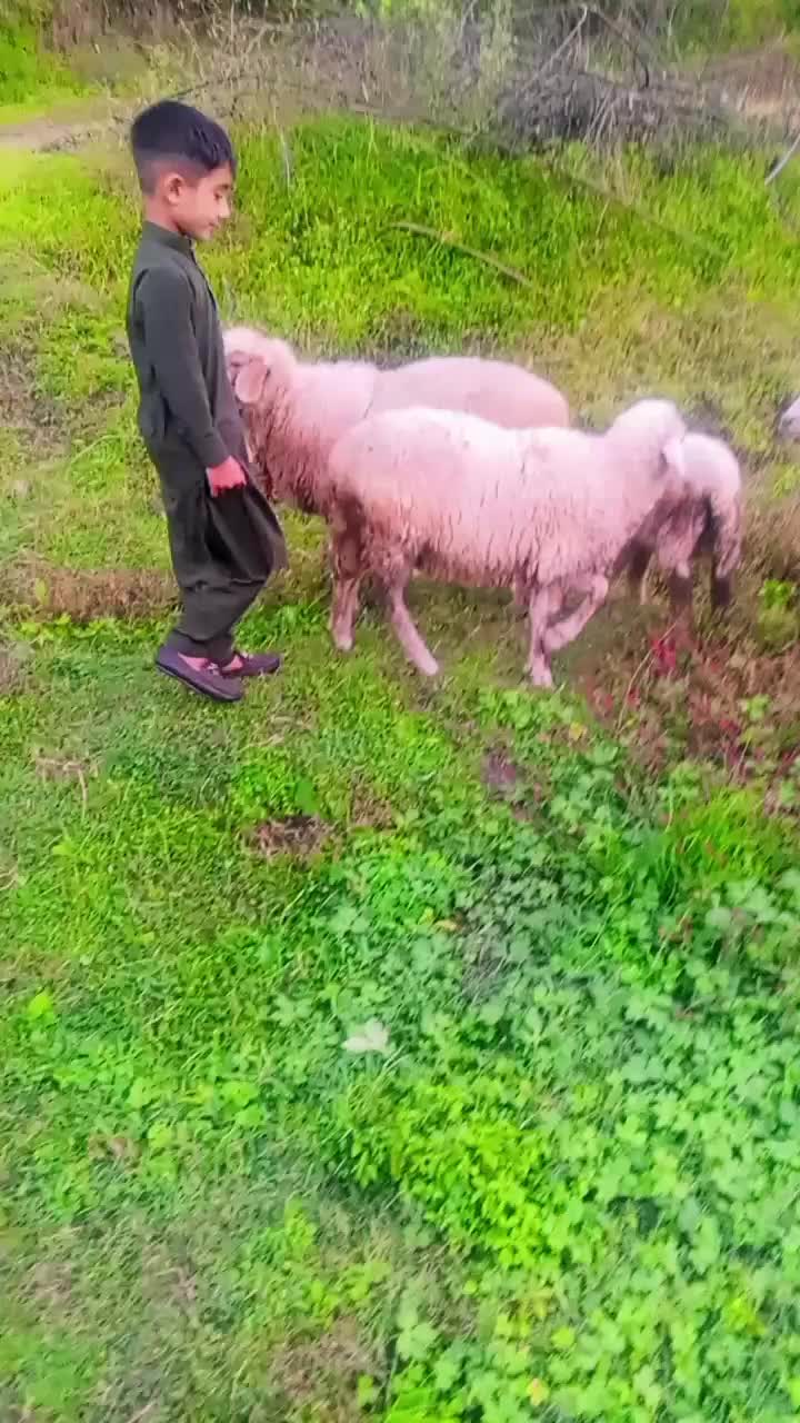@چوہدری اخلاق احمد