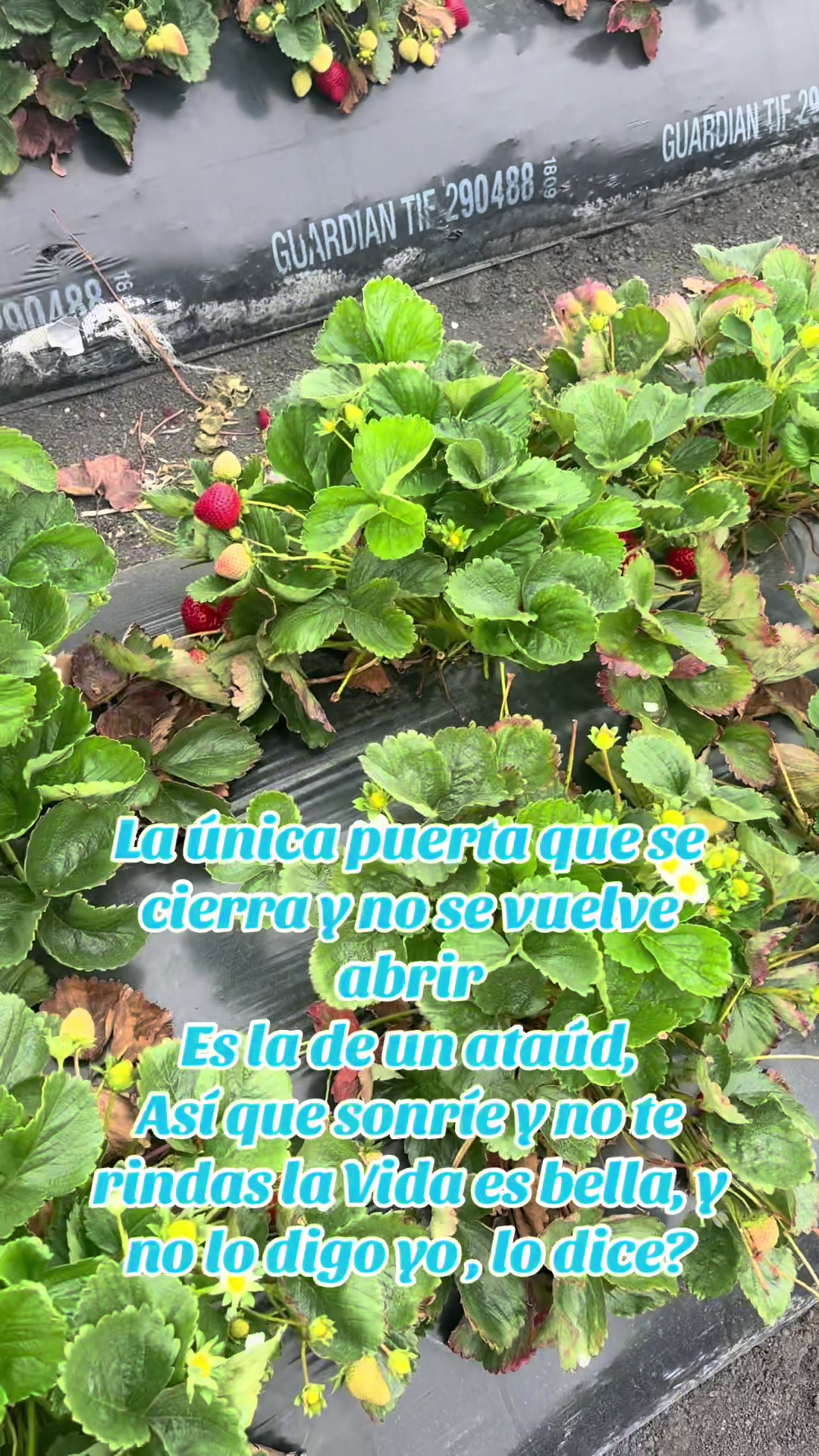 @🇲🇽CDMX🇺🇸.te sigue
