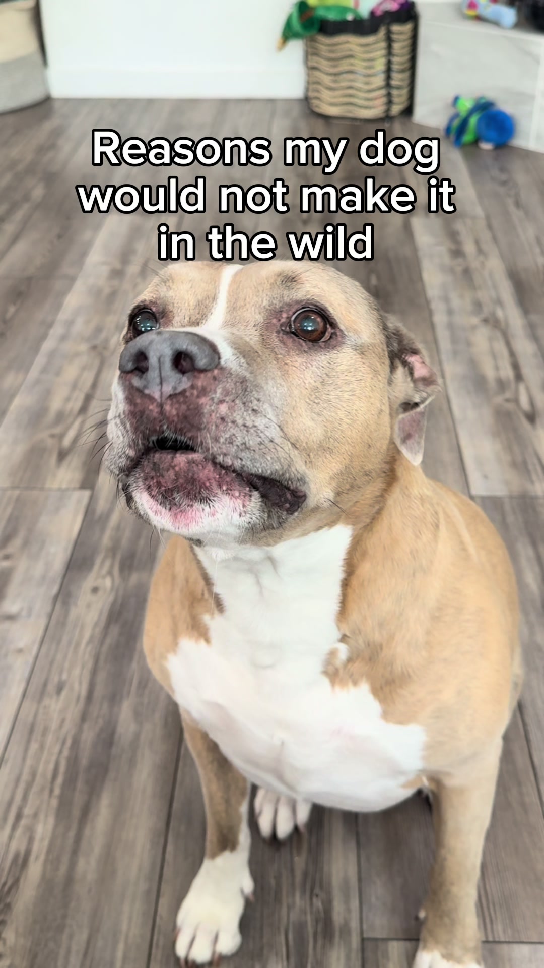 @Indie.pittie