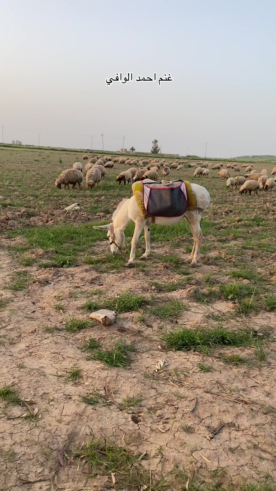 @احمد الوافي