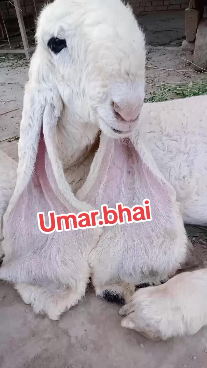 @Umar Farooq
