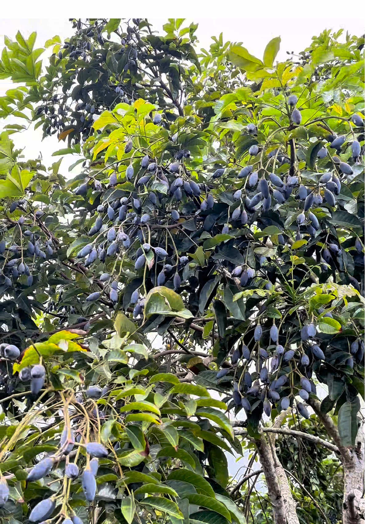 @Nh&agrave; Vườn Vũ Mai