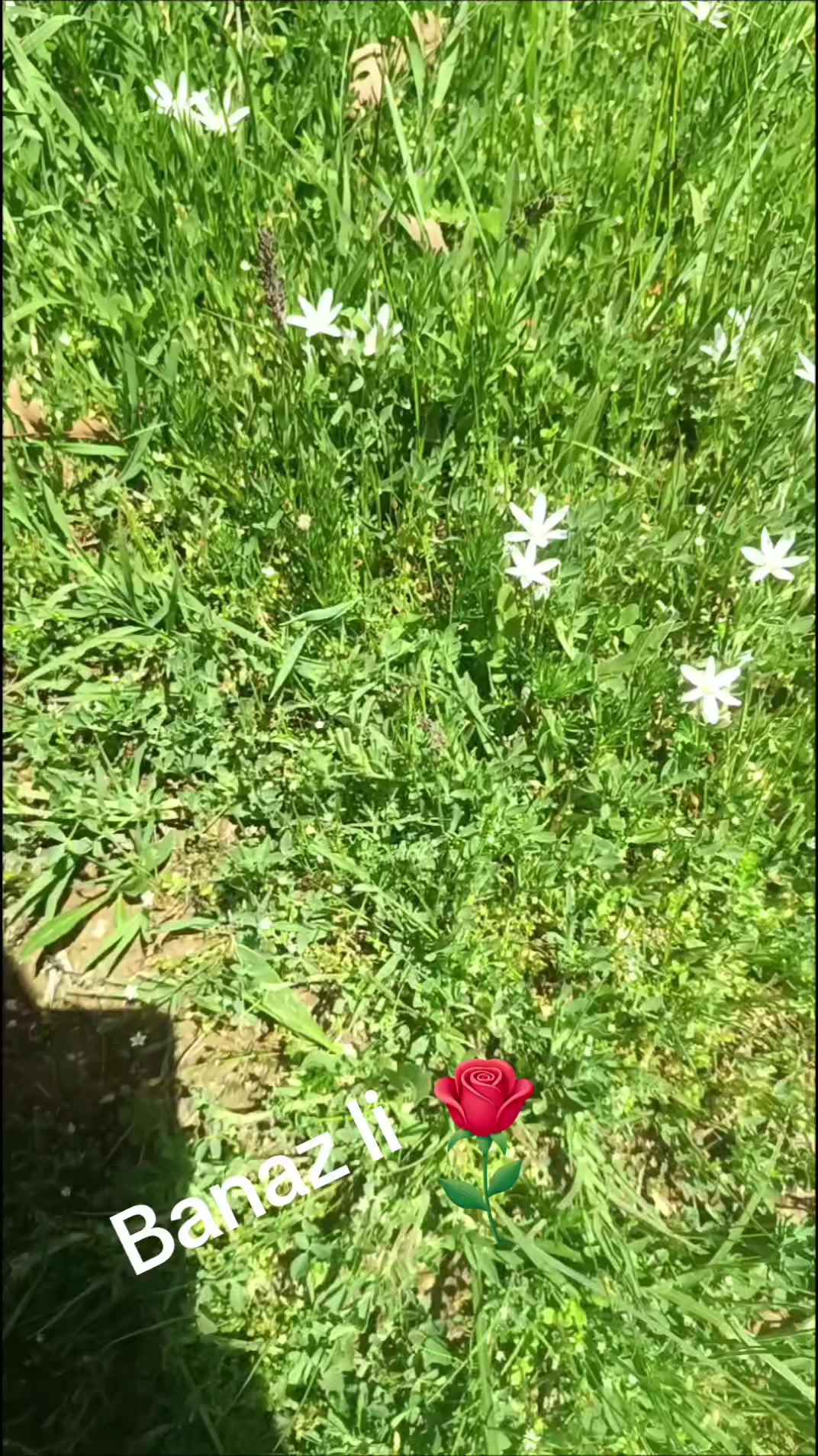 @SÜREYYA HANIM. 64