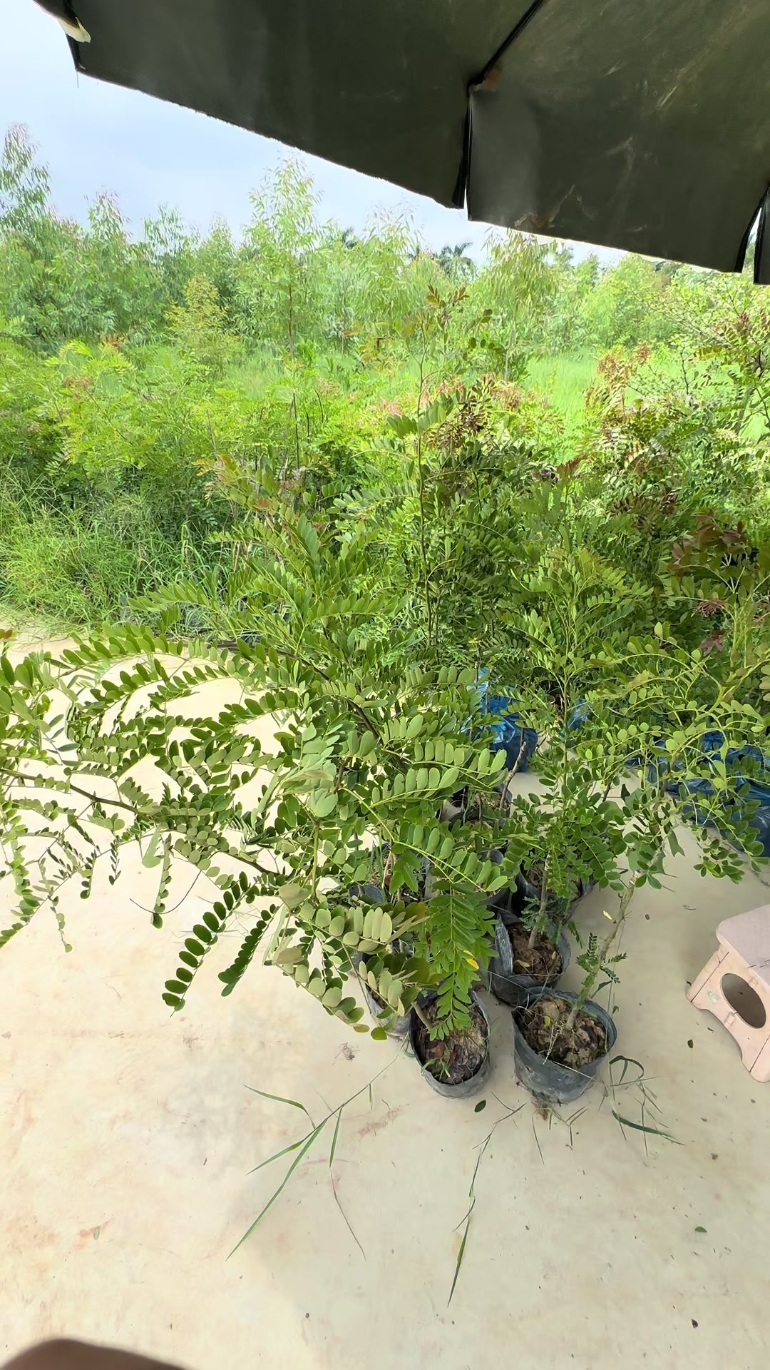 @Nh&agrave; Vườn Vũ Mai