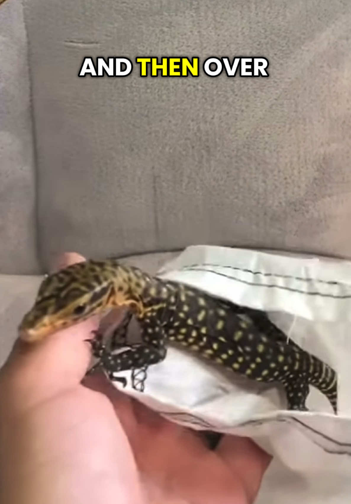 @Tommys_reptiles