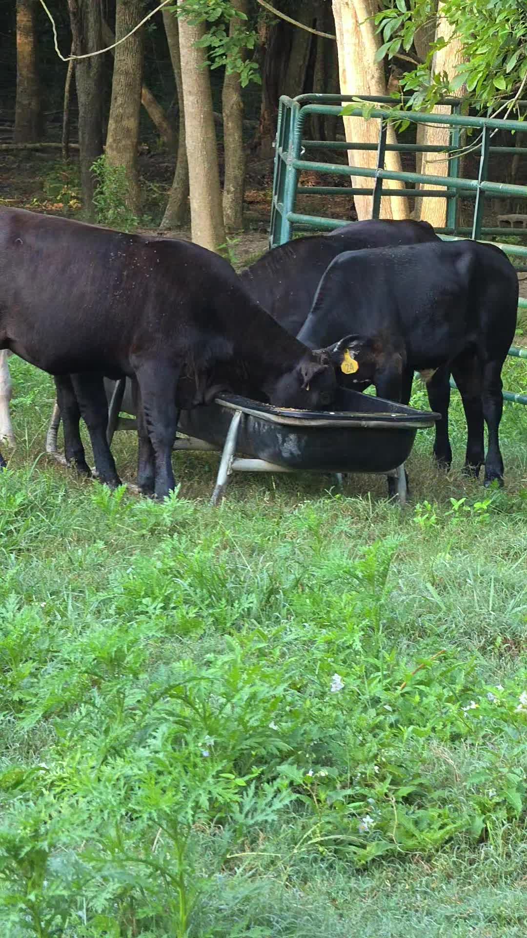 @countryboiroro