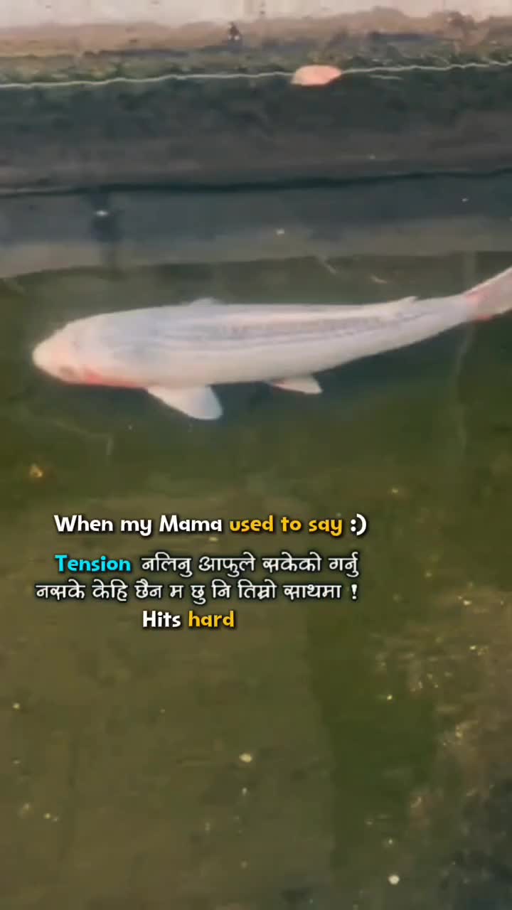 @🕊️💫🌼