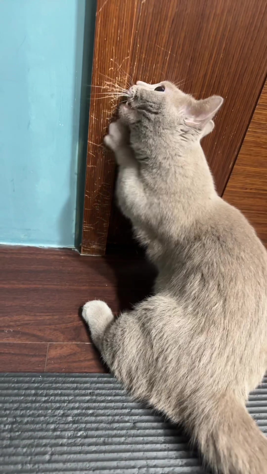 @炭吉喵