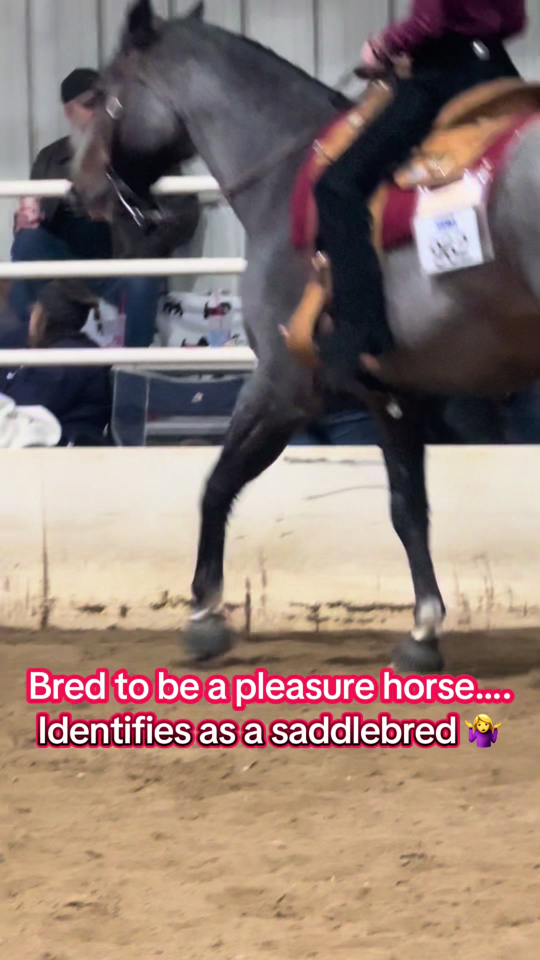 @JD Show Horses